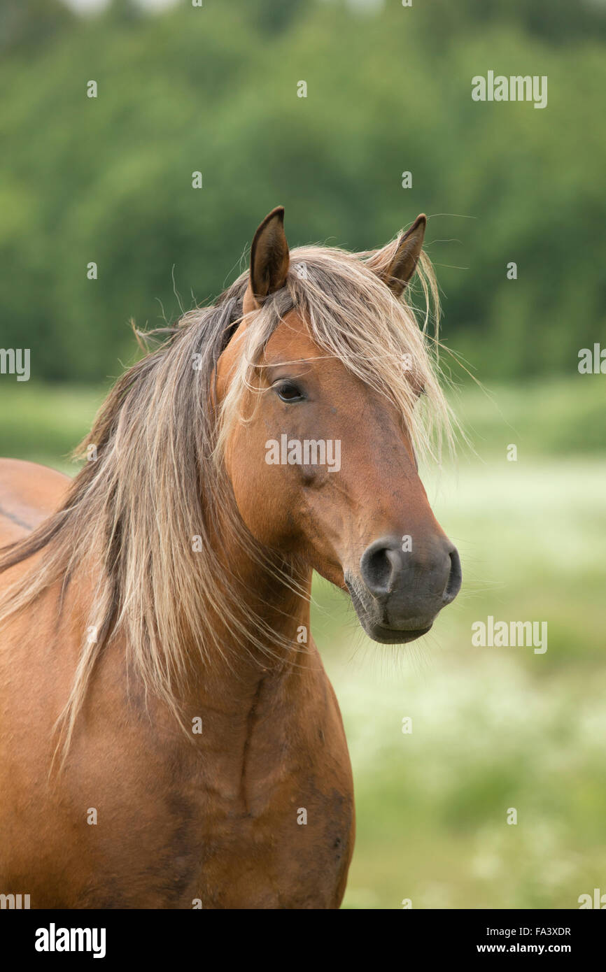La Lituanie cheval de race en voie de disparition Rare belle Photo