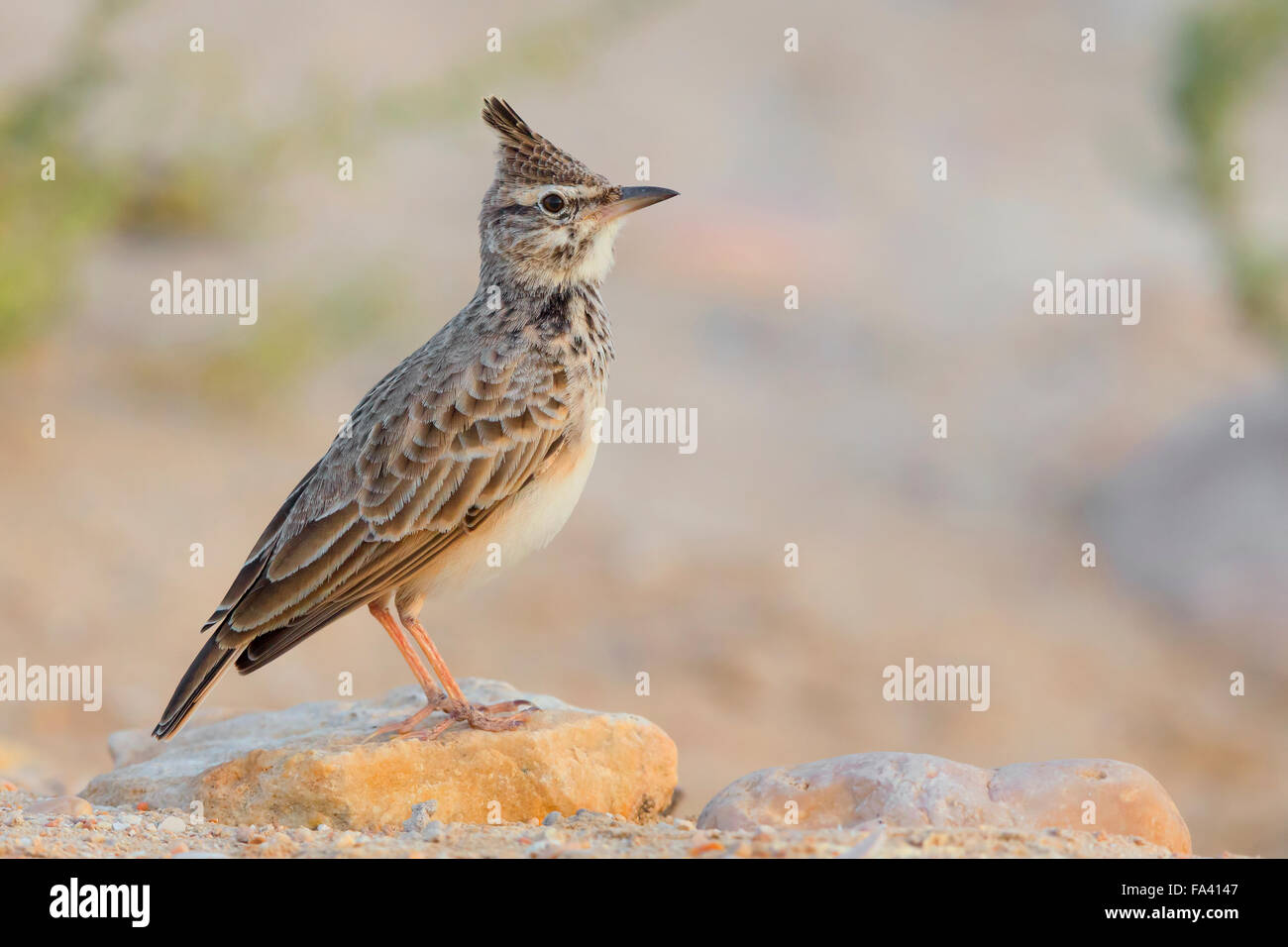 Crested Lark, adulte debout sur le sable, Salalah, Oman, Dhofar Banque D'Images