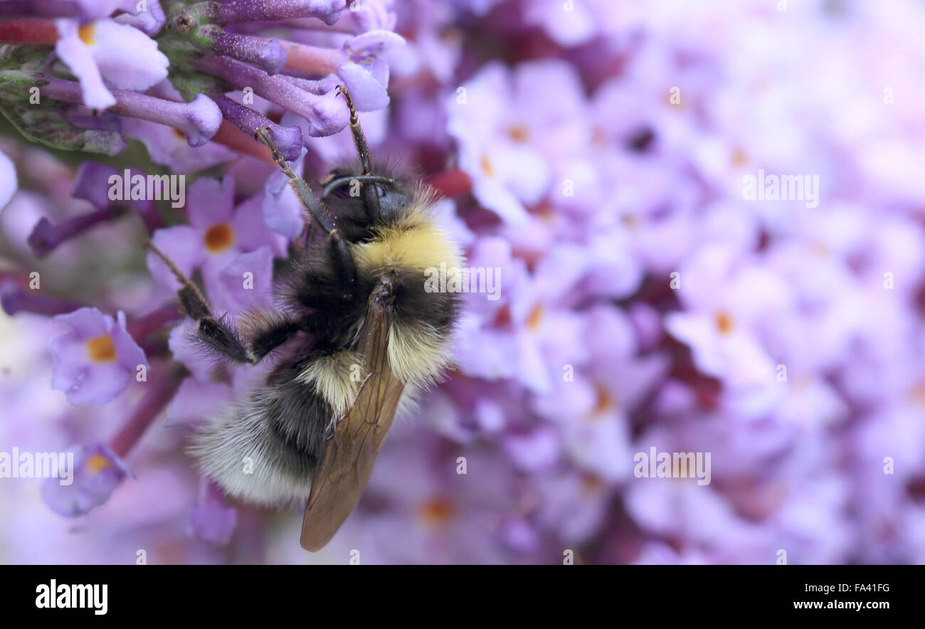 Les bourdons (Bombus hortorum jardin) se nourrissant de Buddliea, Norfolk, Angleterre, Royaume-Uni. Banque D'Images