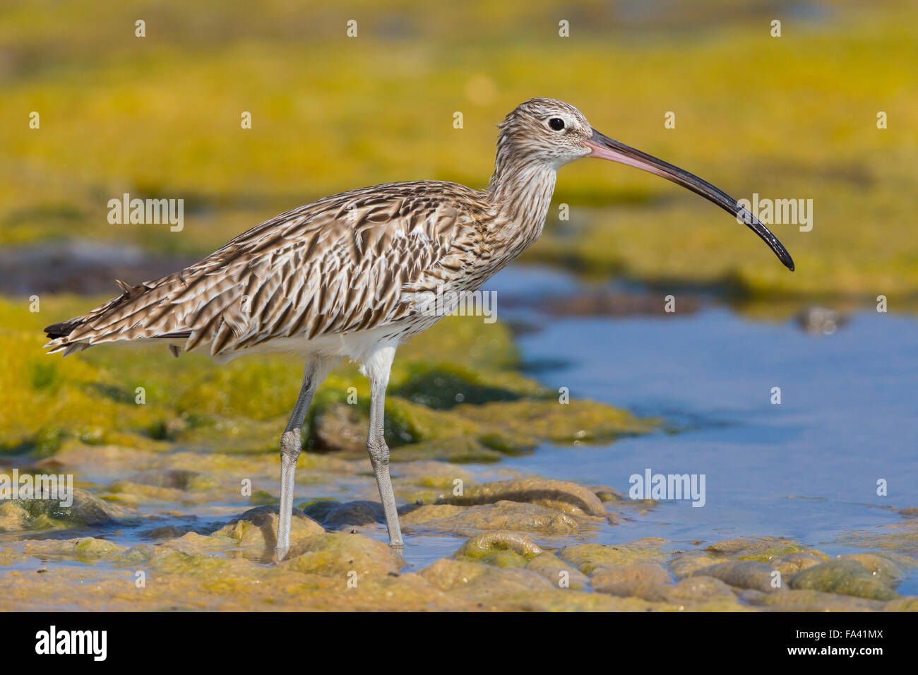 Courlis cendré, debout dans un marais, Qurayyat, gouvernorat de Muscat, Oman (Numenius arquata) Banque D'Images