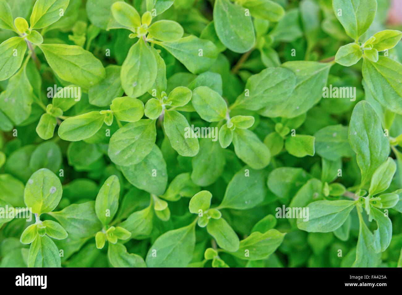 Photo gros plan de la marjolaine cultivée à la maison dans le jardin Banque D'Images