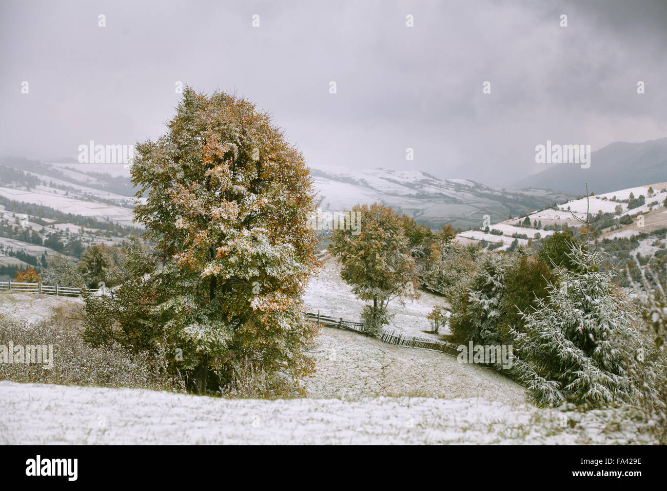 Neige dans les montagnes. Neige sur un arbre vert. Carpates Banque D'Images