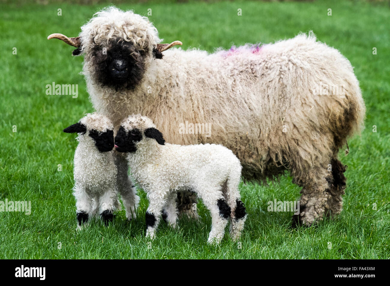 Moutons à nez noir, agneaux, brebis dans une ferme d'élevage à Burscough, dans le Lancashire. Kirsty Slinger a dit qu'elle avait eu une surprise juste avant Noël quand un des brebis noires valaisannes a donné naissance de manière inattendue à Windmill Animal Farm. « un matin, je suis allé les vérifier et cette chose était sur le terrain. Nous avons donc le premier agneau valais à naître dans le Lanchashire, a-t-elle ajouté. La ferme est spécialisée dans l'élevage de races rares, donc la naissance est une grande nouvelle pour les visiteurs de la ferme pendant les vacances de Noël. Banque D'Images