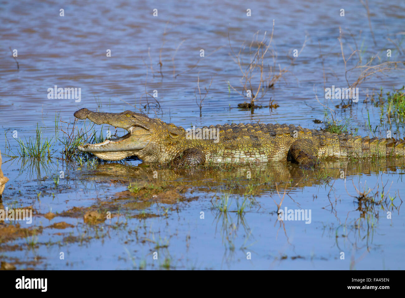 Crocodylinae Crocodile Parc national de Yala au Sri Lanka Banque D'Images