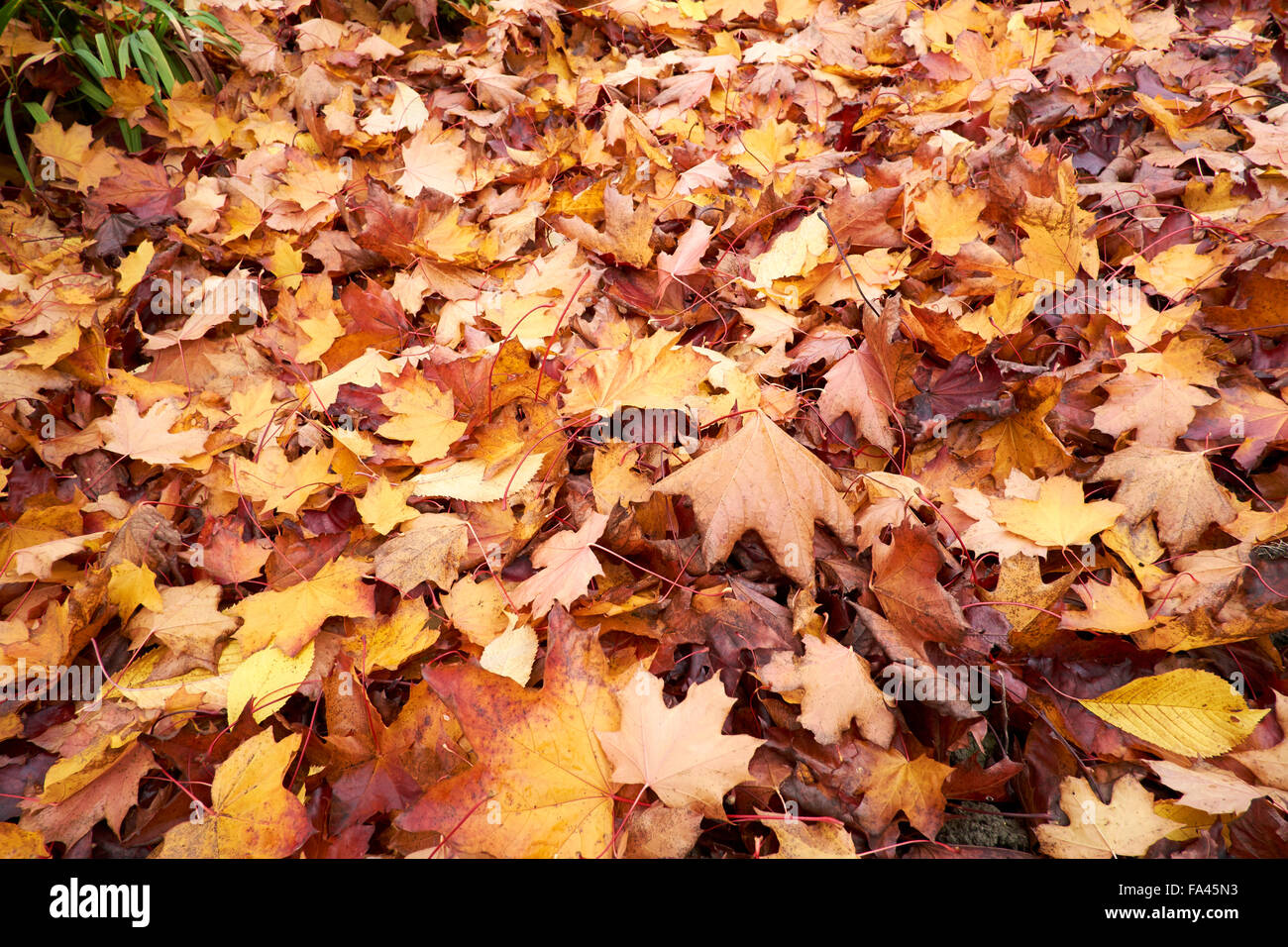 Tombée Automne doré les feuilles d'un érable de Norvège (Acer platanoides) Arbre. Banque D'Images
