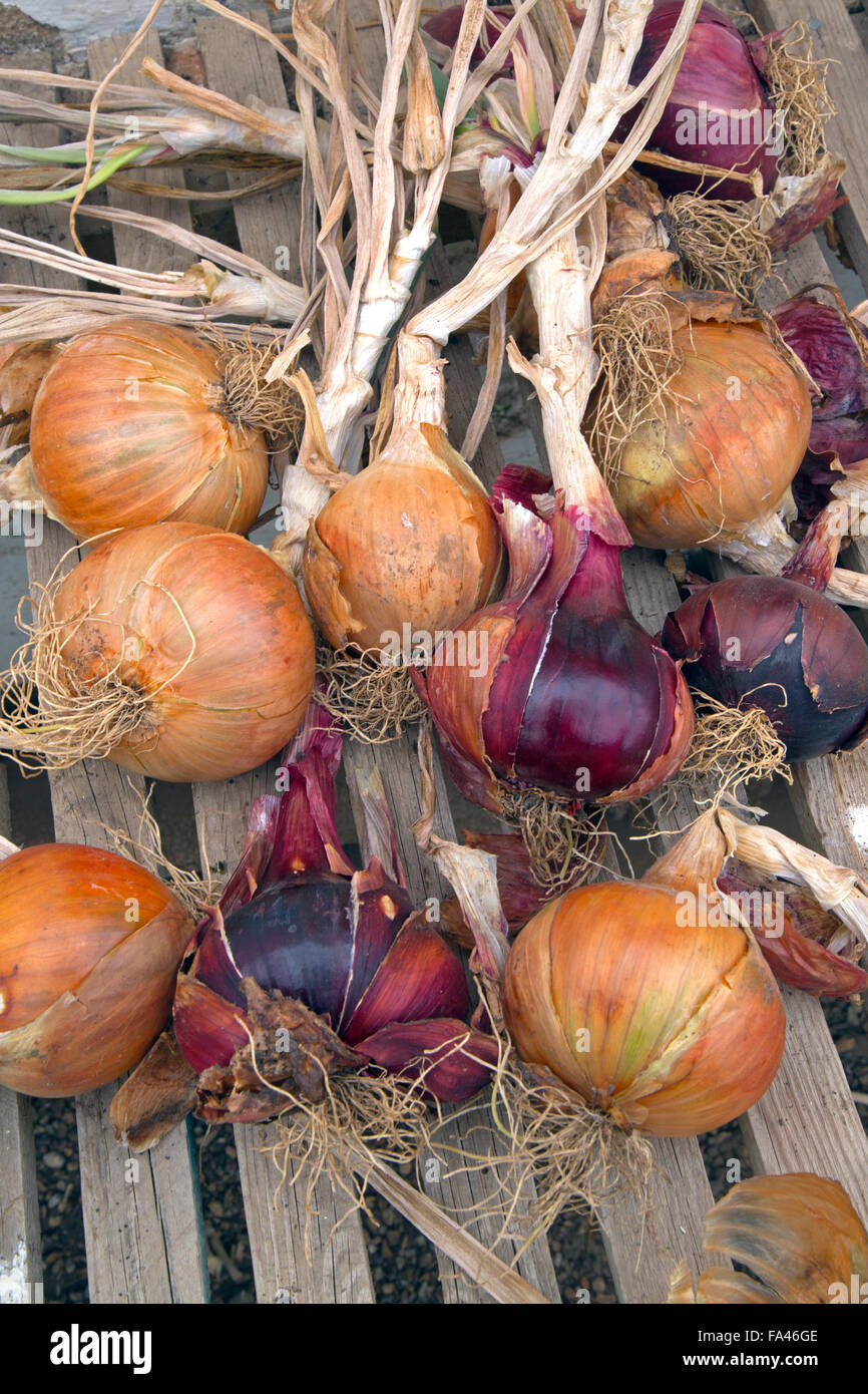 Oignons cultivés à la maison variétés rouges et blanches séchant en serre Banque D'Images