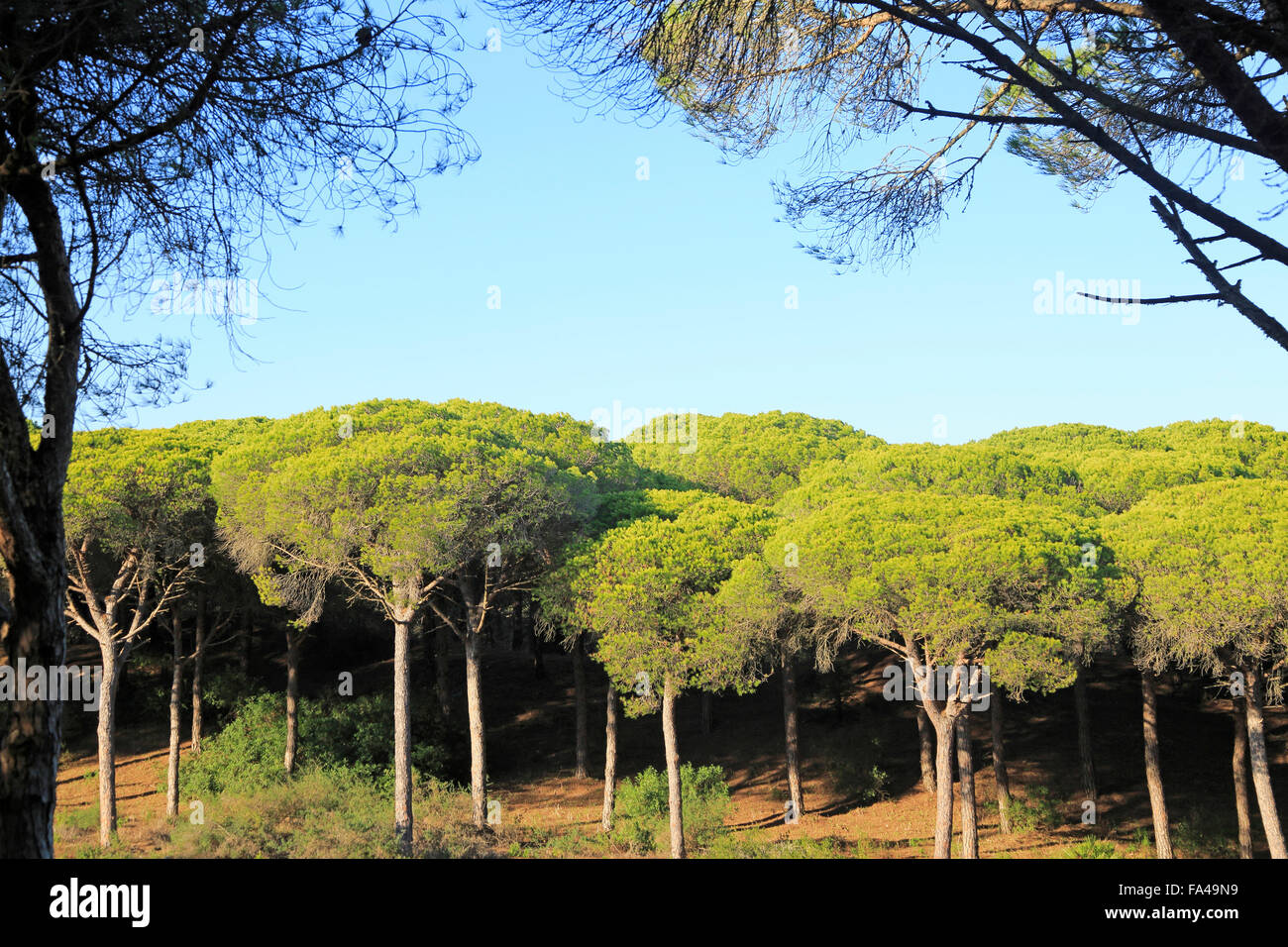 Arbres de pin, Pinus pinea, Parque Natural de Acantilado, Parc Naturel de la Brena, Barbate, province de Cadix, Espagne Banque D'Images