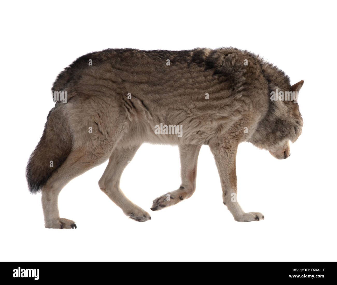 Wolf (Canis lupus). Plus isolé sur fond blanc Banque D'Images