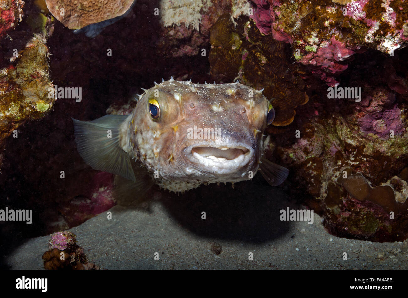 Burrfish Cyclichthys spilostylus Spotbase,, se cachant sous barrière de corail, Mer Rouge, Egypte Banque D'Images