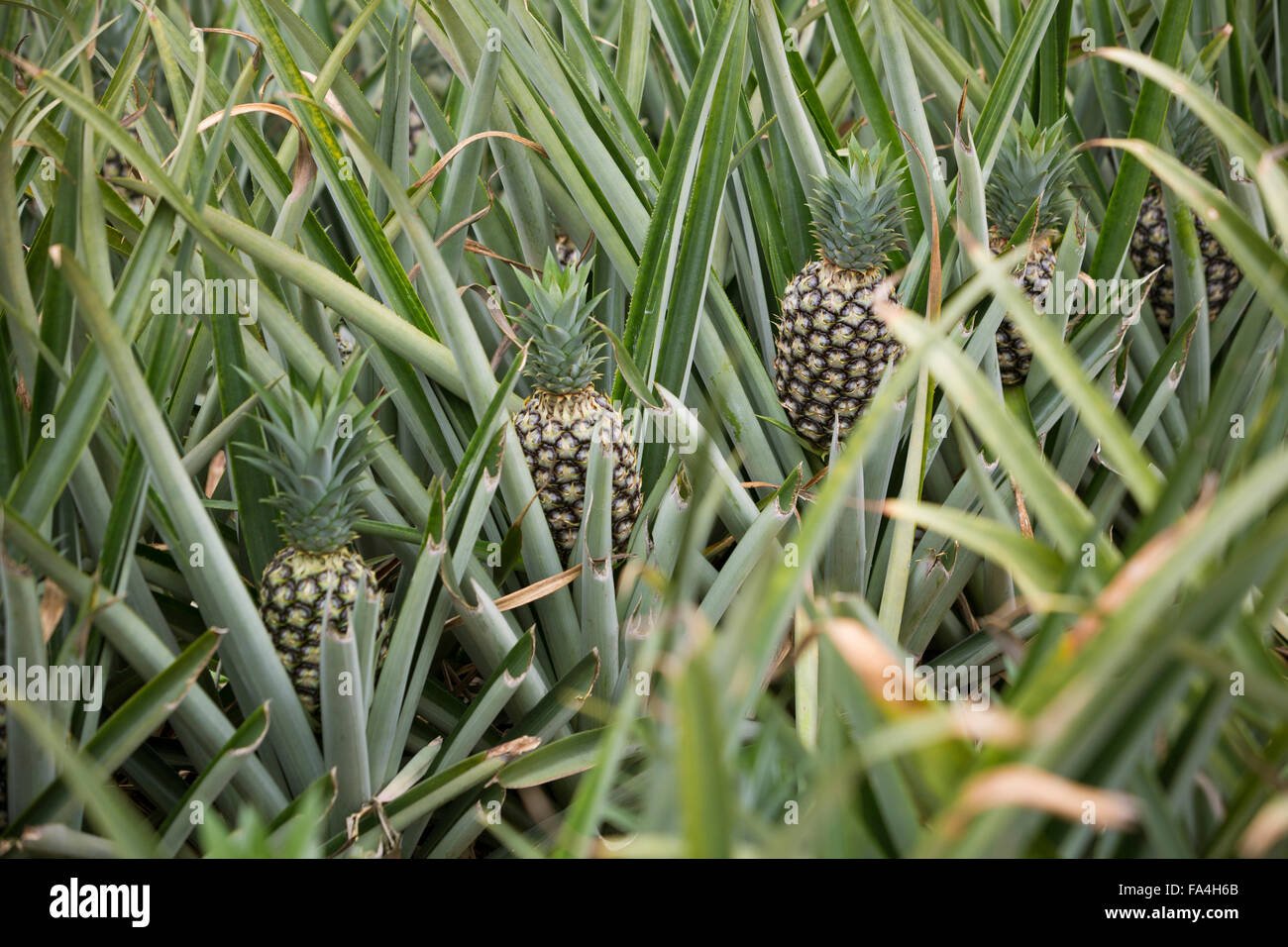 L'agriculture commerciale Fotobi ananas dans village, au Ghana. Banque D'Images
