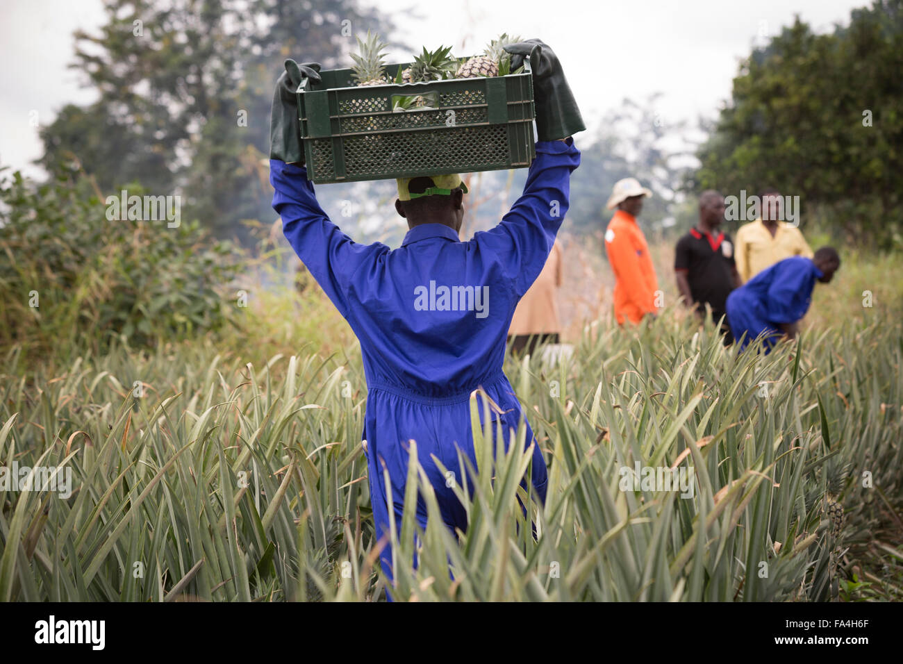 L'agriculture commerciale Fotobi ananas dans village, au Ghana. Banque D'Images