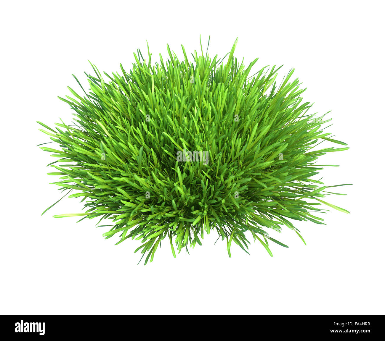 L'herbe verte fraîche pièce de terre isolé sur fond blanc Banque D'Images