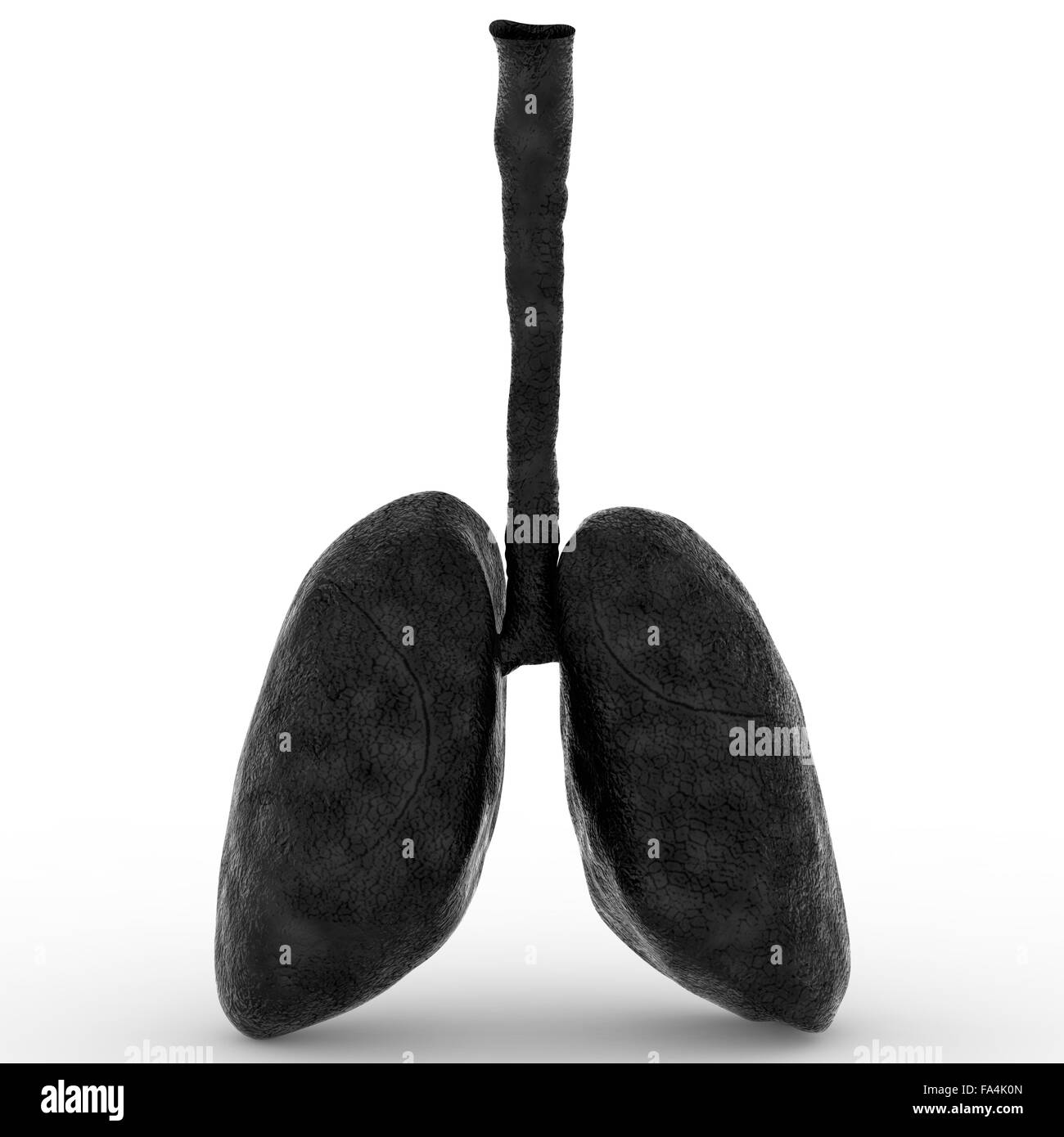 Système respiratoire humain Anatomie Poumons Photo Stock Alamy