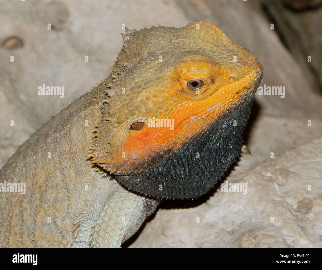 Close-up d'un dragon barbu Central (Pogona vitticeps), jaune et noir variété barbu Banque D'Images