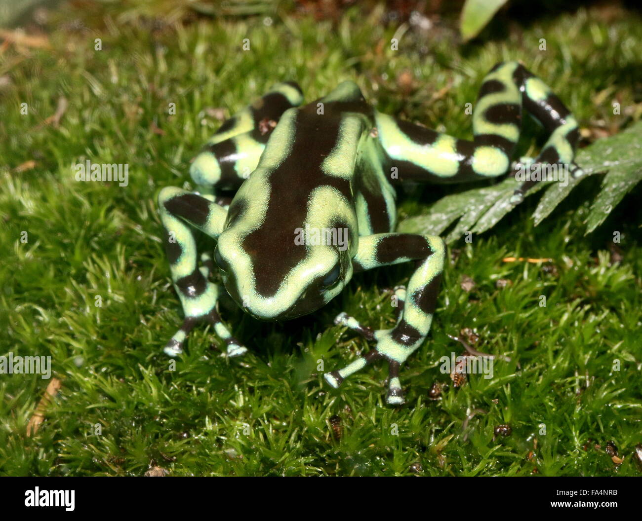 Morph du Costa Rica du Livre vert et noir poison dart frog (Dendrobates auratus) Banque D'Images