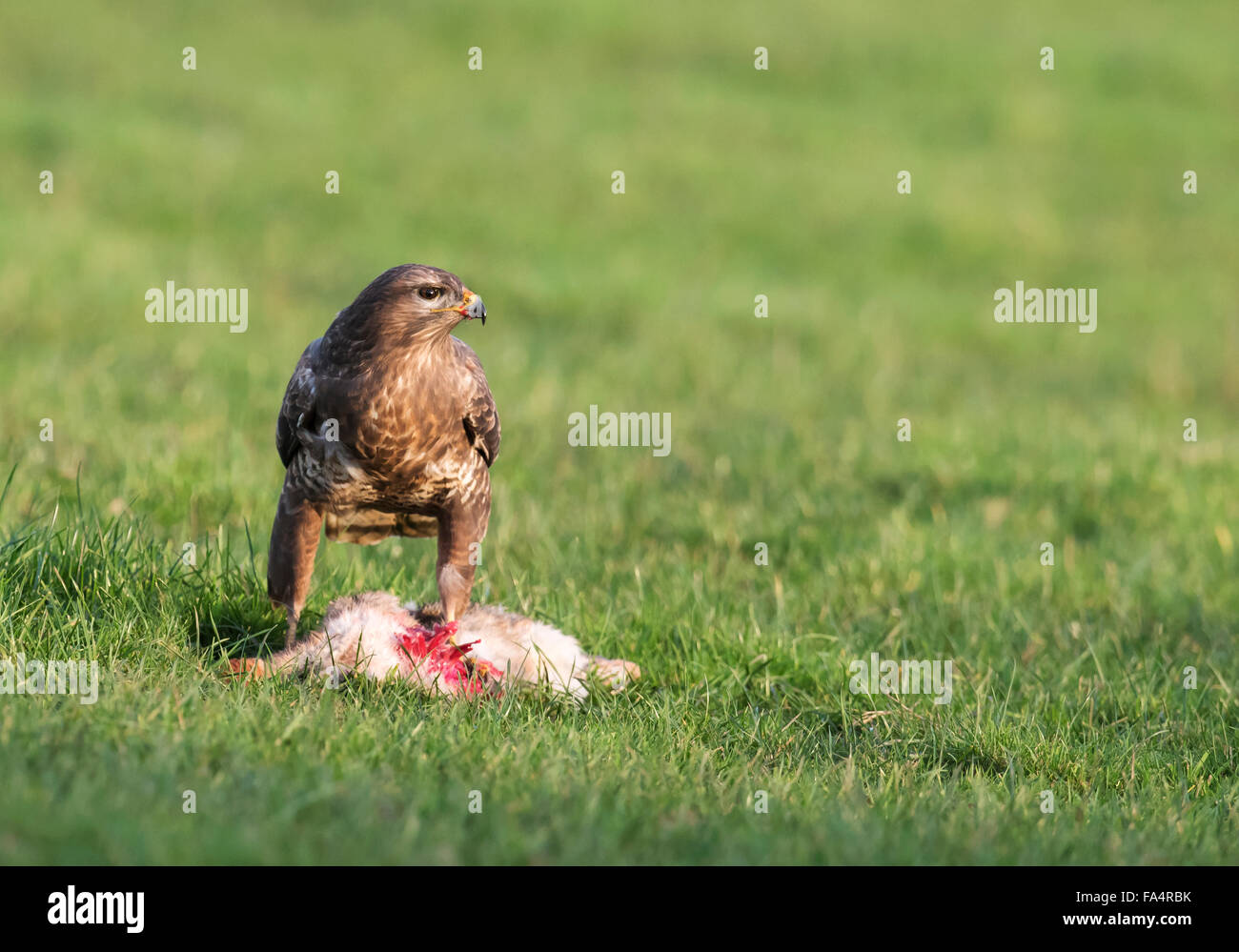 Les hommes sauvages, Buse variable Buteo buteo au sol se nourrissant d'un lapin au début du matin Banque D'Images