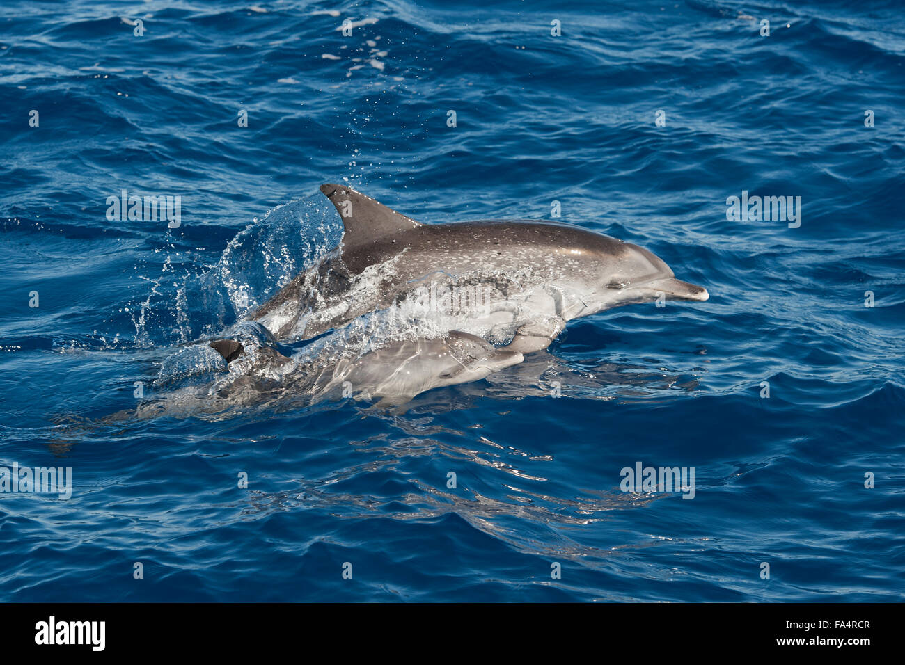 Dauphin tacheté de l'Atlantique (Stenella frontalis), mother & marsouinage veau, des Açores, de l'océan Atlantique. Banque D'Images