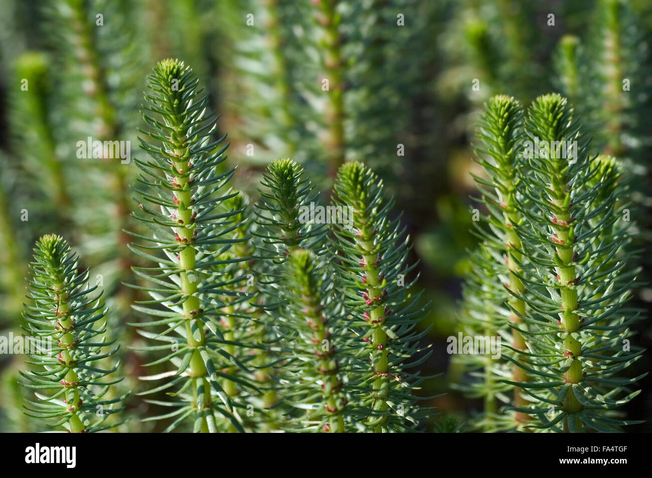 Queue de la mare commune (Hippuris vulgaris) close up Banque D'Images