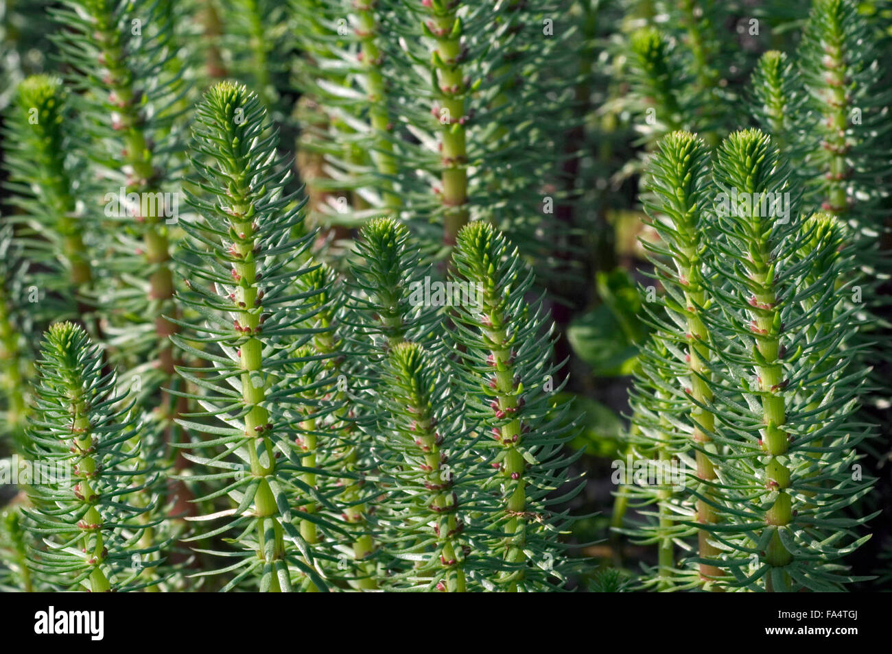 Queue de la mare commune (Hippuris vulgaris) close up Banque D'Images
