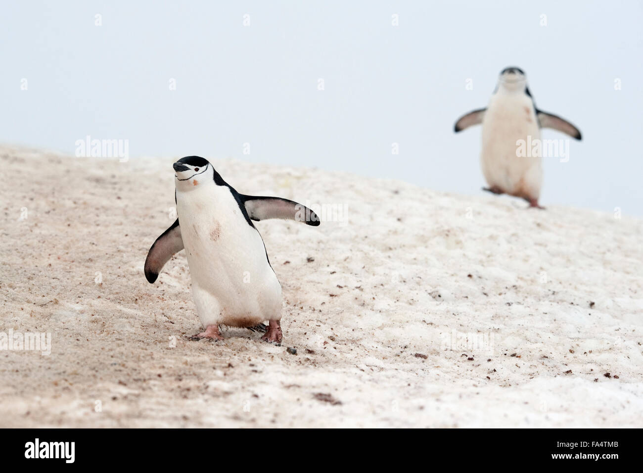 Jugulaire Penguin paire (Pygoscelis antarcticus). Half Moon Island, Îles Shetland du Sud. Banque D'Images