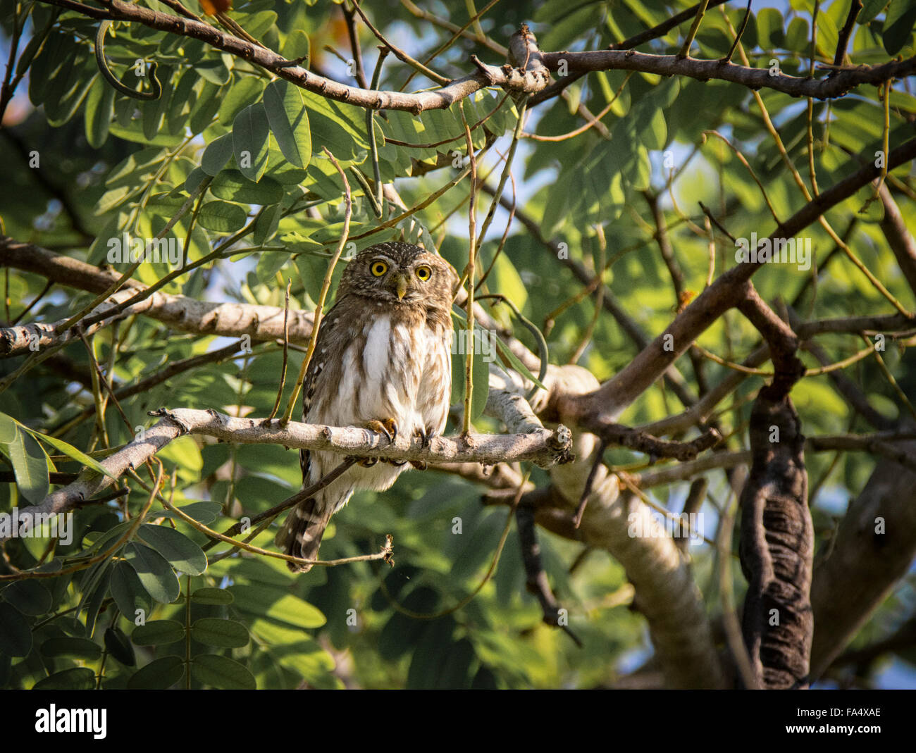 Chouette naine ferrugineux, Glaucidium Brasilianum, perché sur une branche dans un arbre dans le Pantanal, Mato Grosso, Brésil, Amérique du Sud Banque D'Images