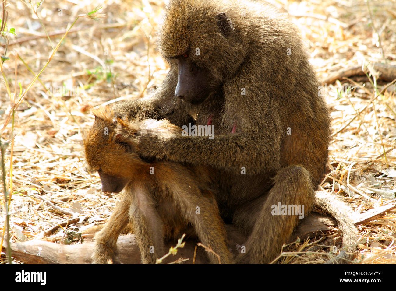 Un babouin (Papio anubis) mère attentivement à la recherche de sa progéniture pour tout signe de parasites. Banque D'Images