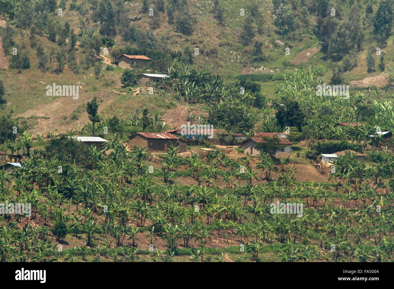 Une colline collection de petites fermes avec les bananiers Banque D'Images Une colline collection de petites fermes avec les bananiers Banque D'Images