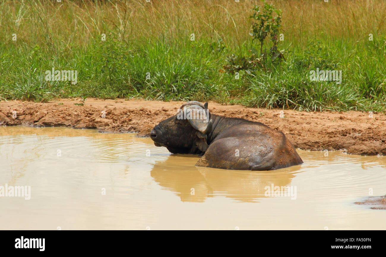 Un buffle repose dans un trou d'eau boueuse pour échapper à la chaleur et les bogues. Banque D'Images