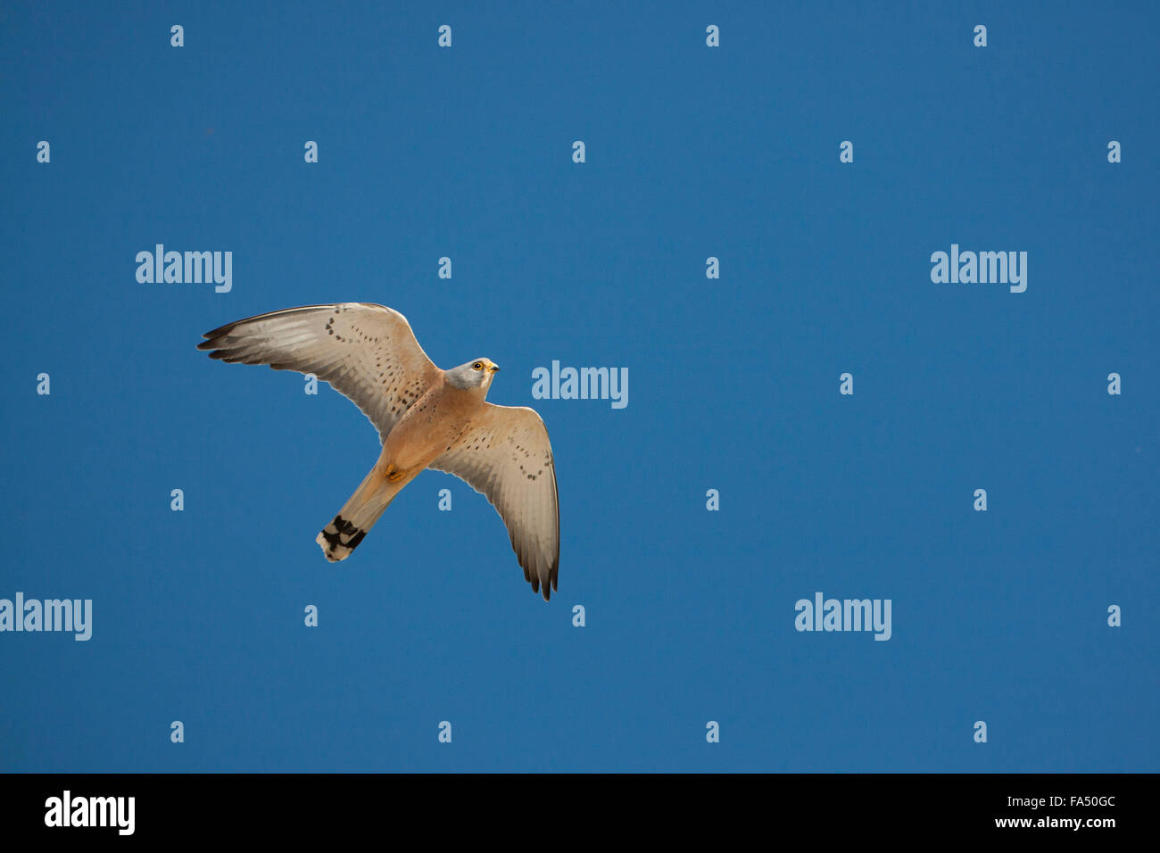 Faucon crécerellette, Falco naumanni, Banque D'Images
