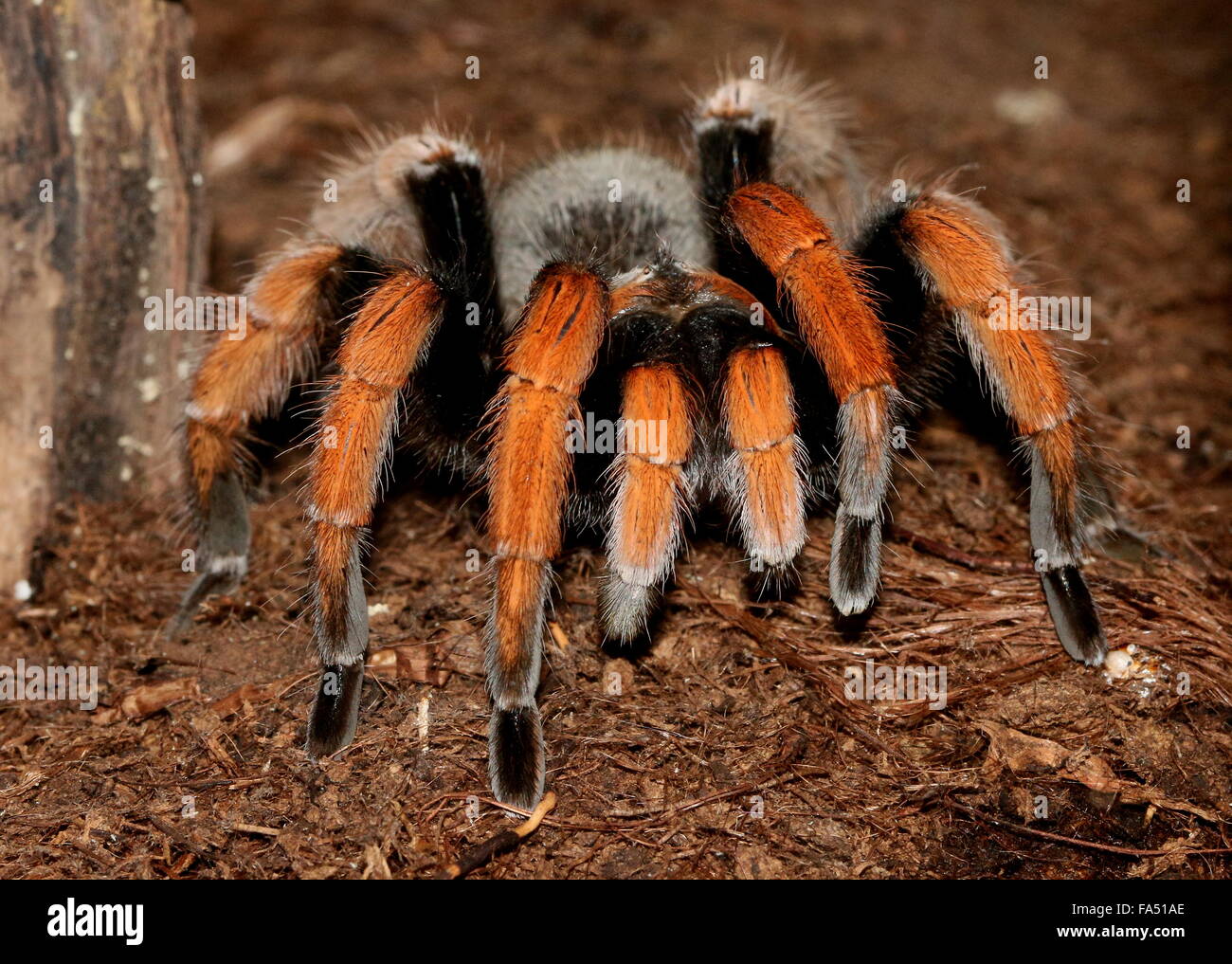 Sang mexicain-jambe Tarantula (Aphonopelma bicoloratum), alias Spider Bloodlegs Mexicain Banque D'Images