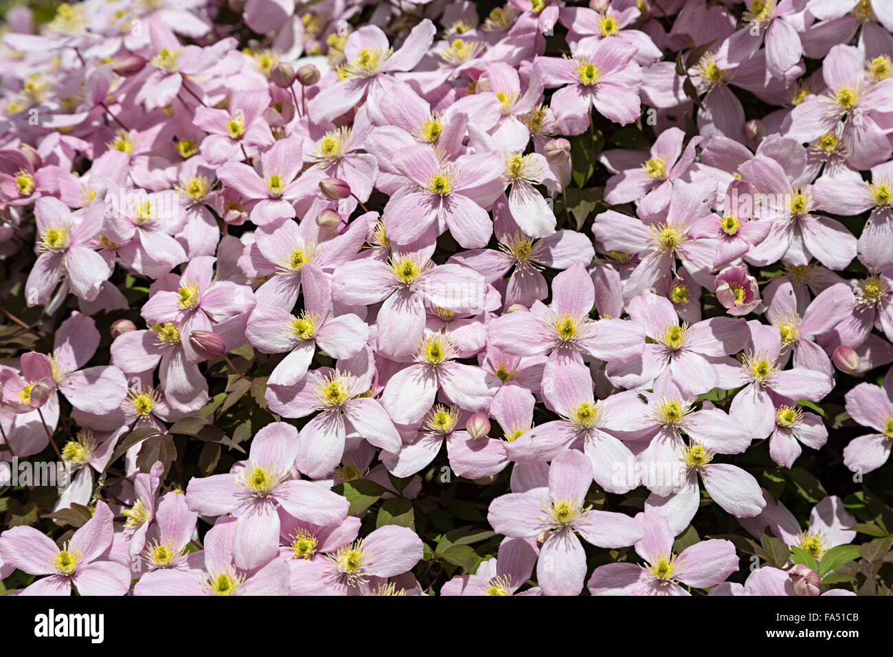 Clematis fleurs Banque D'Images