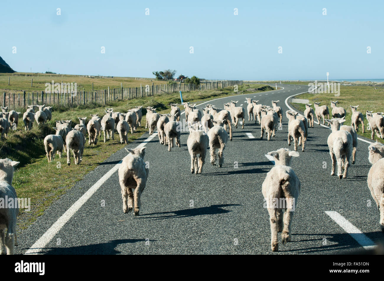 Les moutons s'exécutant sur road Banque D'Images