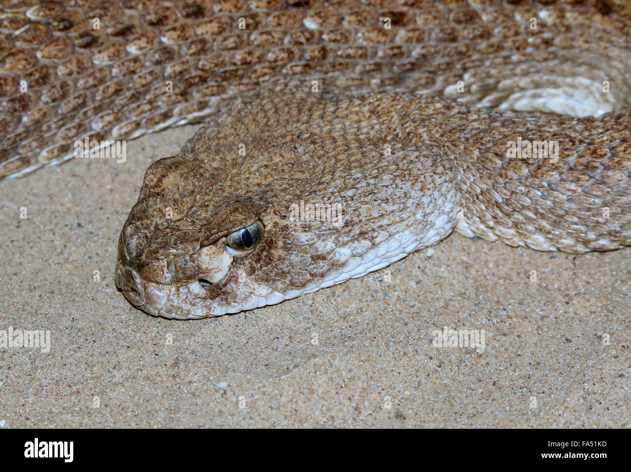 Texas Western diamondback Rattlesnake (Crotalus atrox), originaire des États-Unis d'Amérique du Sud et le Mexique Banque D'Images