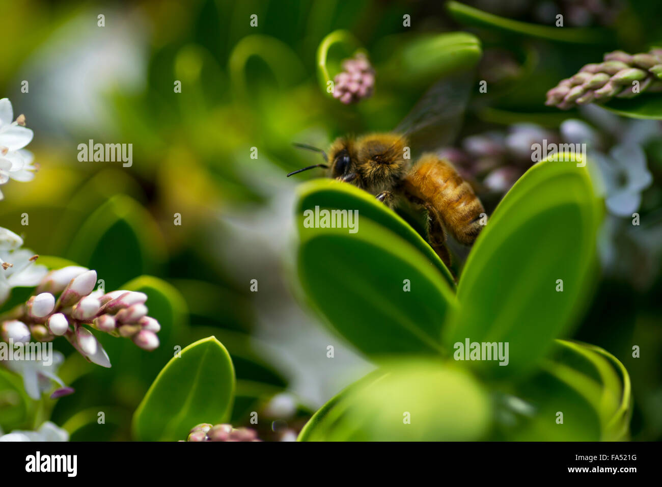 Marco tourné d'une seule abeille sur une floraison de Hebe bush. Banque D'Images