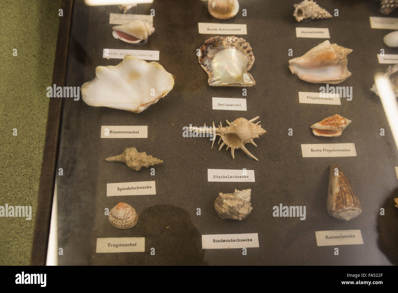 Close-up de coquillages dans display cabinet in cours de biologie, Fürstenfeldbruck, Bavière, Allemagne Banque D'Images