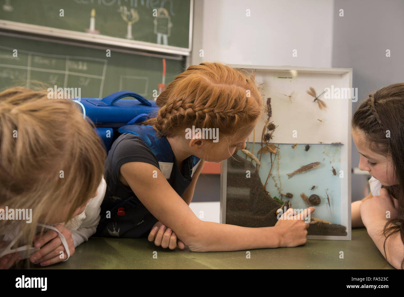Les étudiants qui étudient à propos de la vie de l'étang dans une vitrine, Fürstenfeldbruck, Bavière, Allemagne Banque D'Images