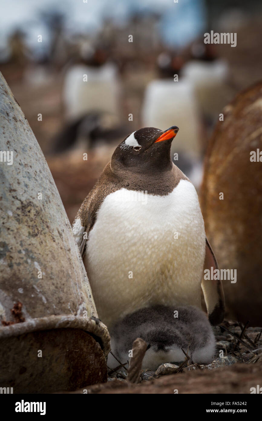 Gentoo pingouin (Pygoscelis papua) avec de jeunes adultes, Mikkelsen Harbour, Trinity Island, Antarctica Banque D'Images