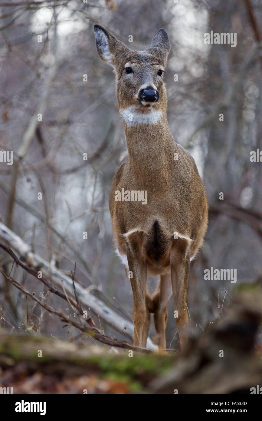 Image avec un cerf à l'écoute du bruit dans la forêt Banque D'Images
