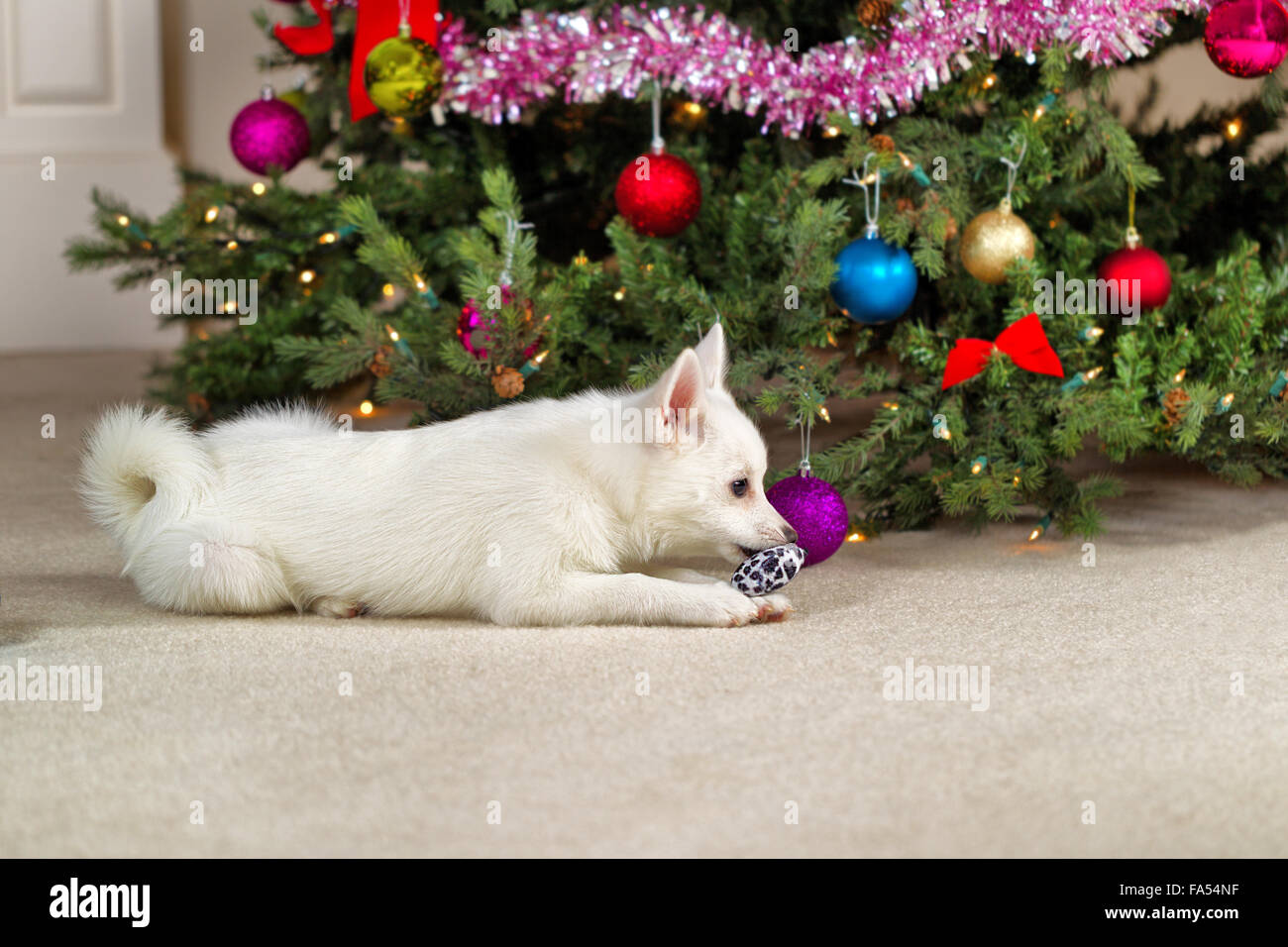 Heureux chien blanc jouer avec de nouveaux jouets de Noël avec un arbre décoré en arrière-plan. Selective focus sur le chien et le jouet. Banque D'Images