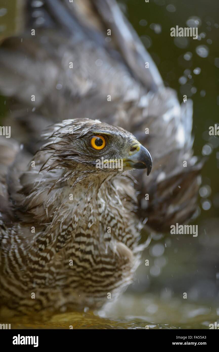 Autour des palombes (Accipiter gentilis) femelle adulte, baignade, portrait, Parc National de Kiskunság, Hongrie Banque D'Images