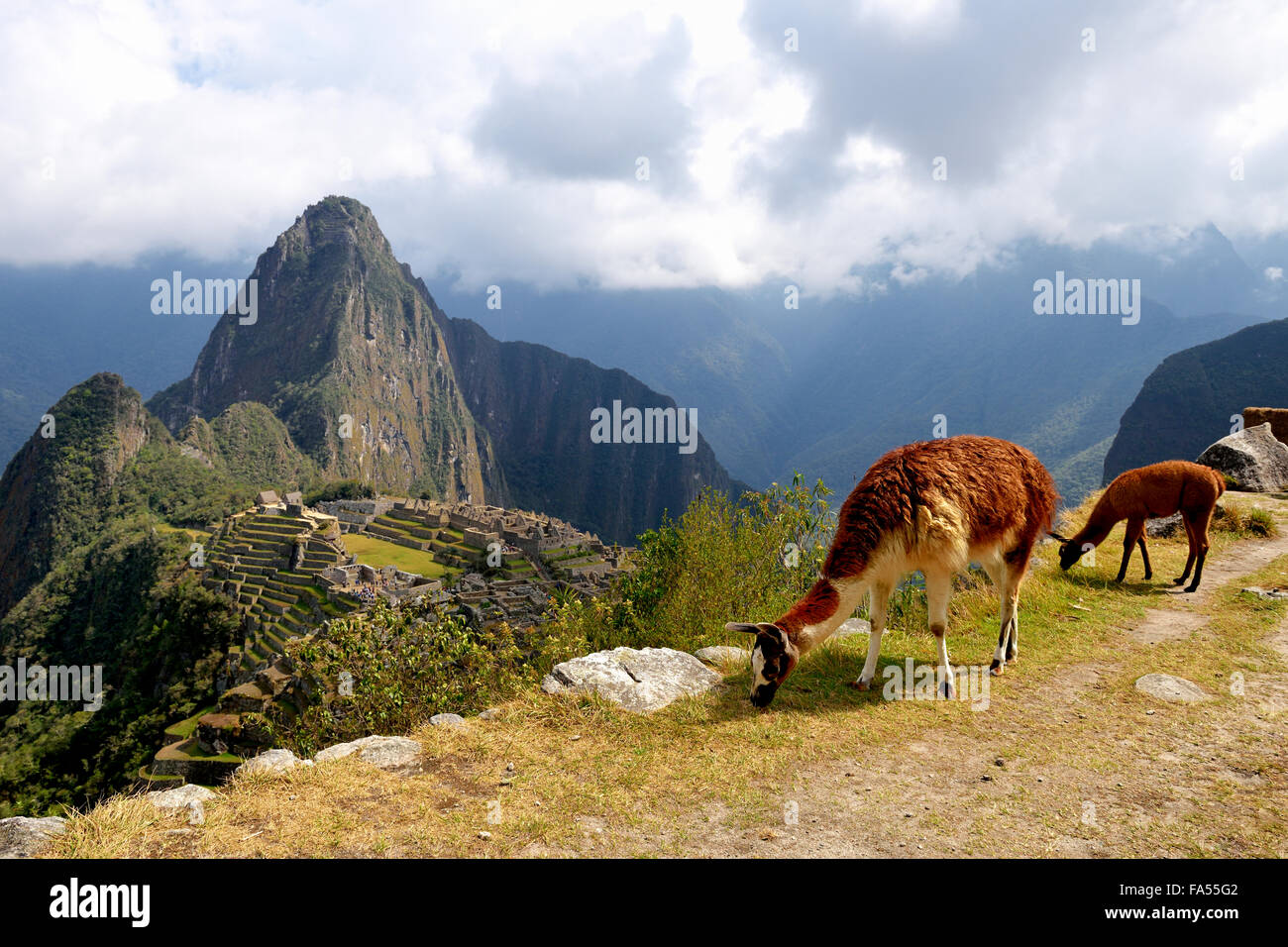 Le lama (Lama glama) avec de jeunes en face de ville détruite, ville Inca de Machu Picchu, Huayna Picchu montagne derrière Banque D'Images