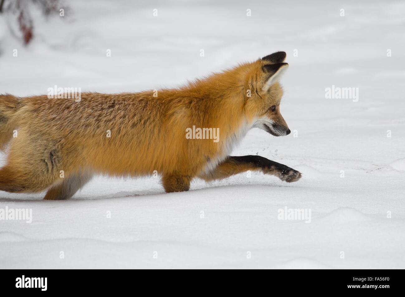 Une chasse au renard rouge près de Hayden Valley pendant l'hiver dans la région de Yellowstone Parc National de Yellowstone, Wyoming. Banque D'Images