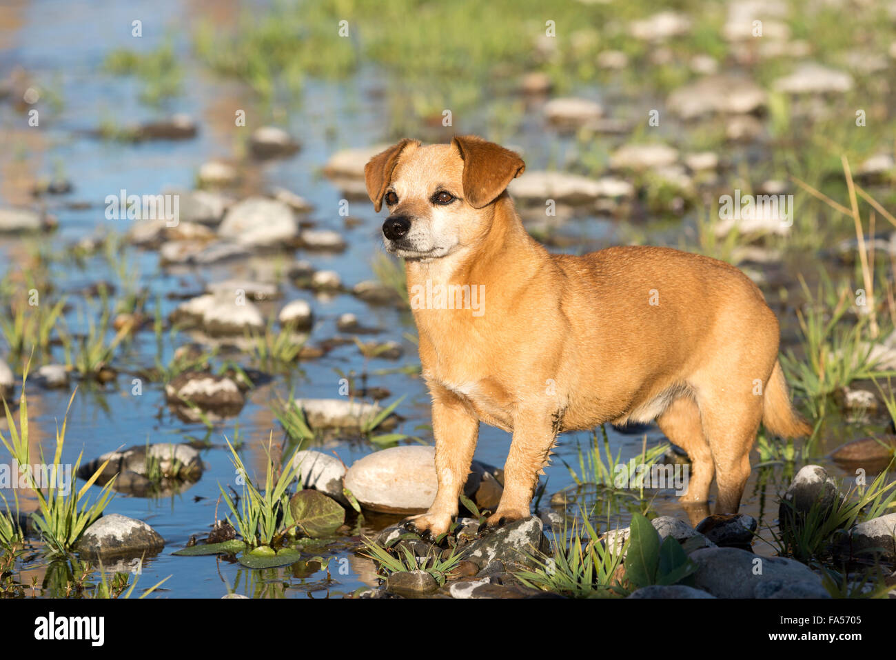 Chien à bord d'une rivière. Le chien est de 3/4 et 1/4 teckel mini Lhassa Apso. Banque D'Images
