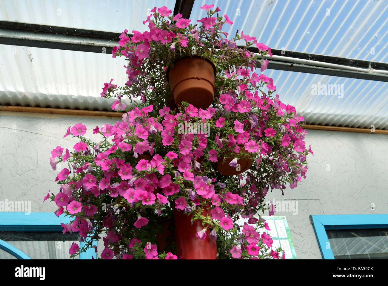 Pétunia rose suspendu dans un panier de fleurs Banque D'Images