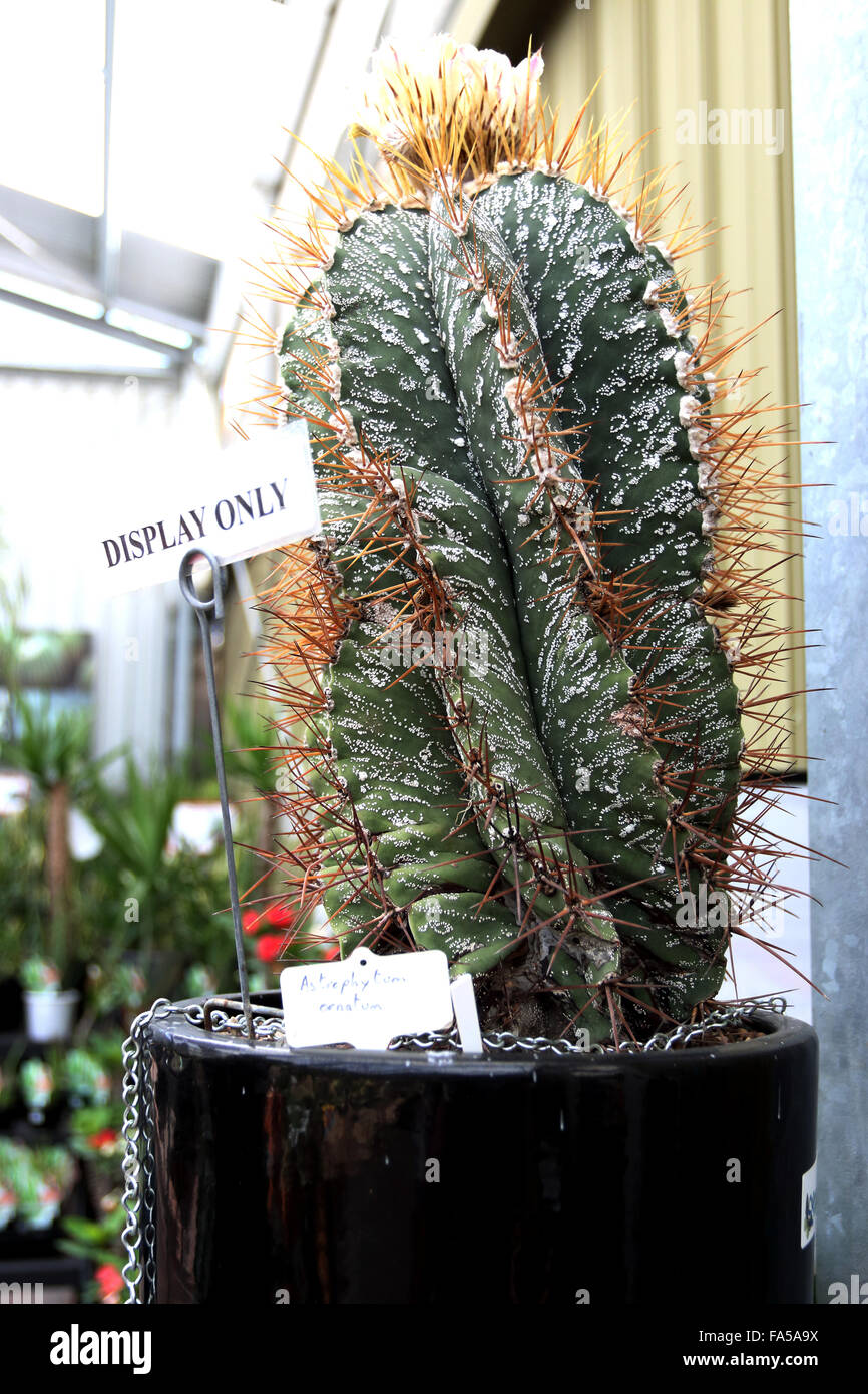 Astrophytum ornatum ou également connu sous le nom de cap de l'Évêque Banque D'Images