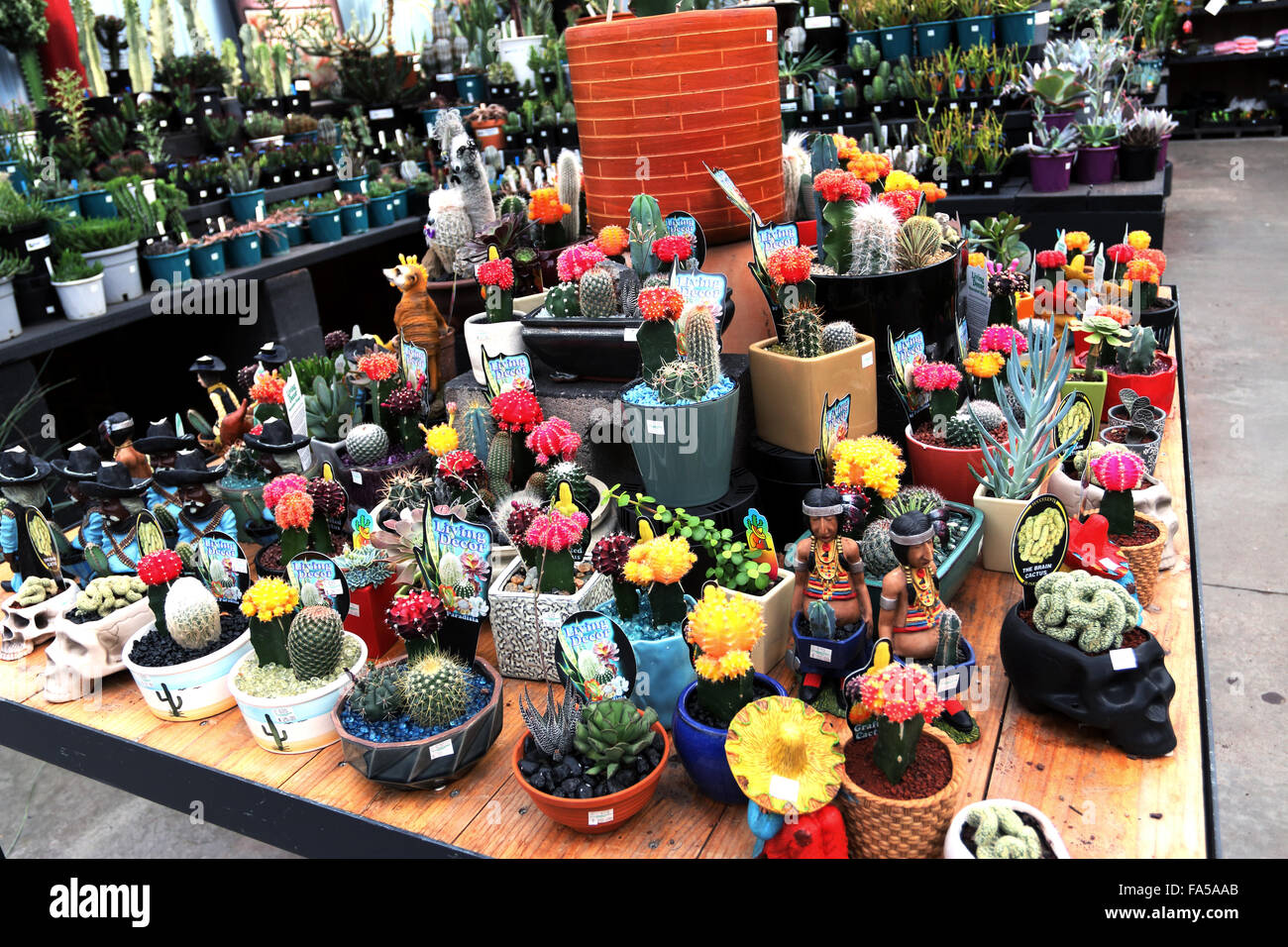 Toutes sortes de cactus et succulentes pour la vente à une pépinière locale Banque D'Images
