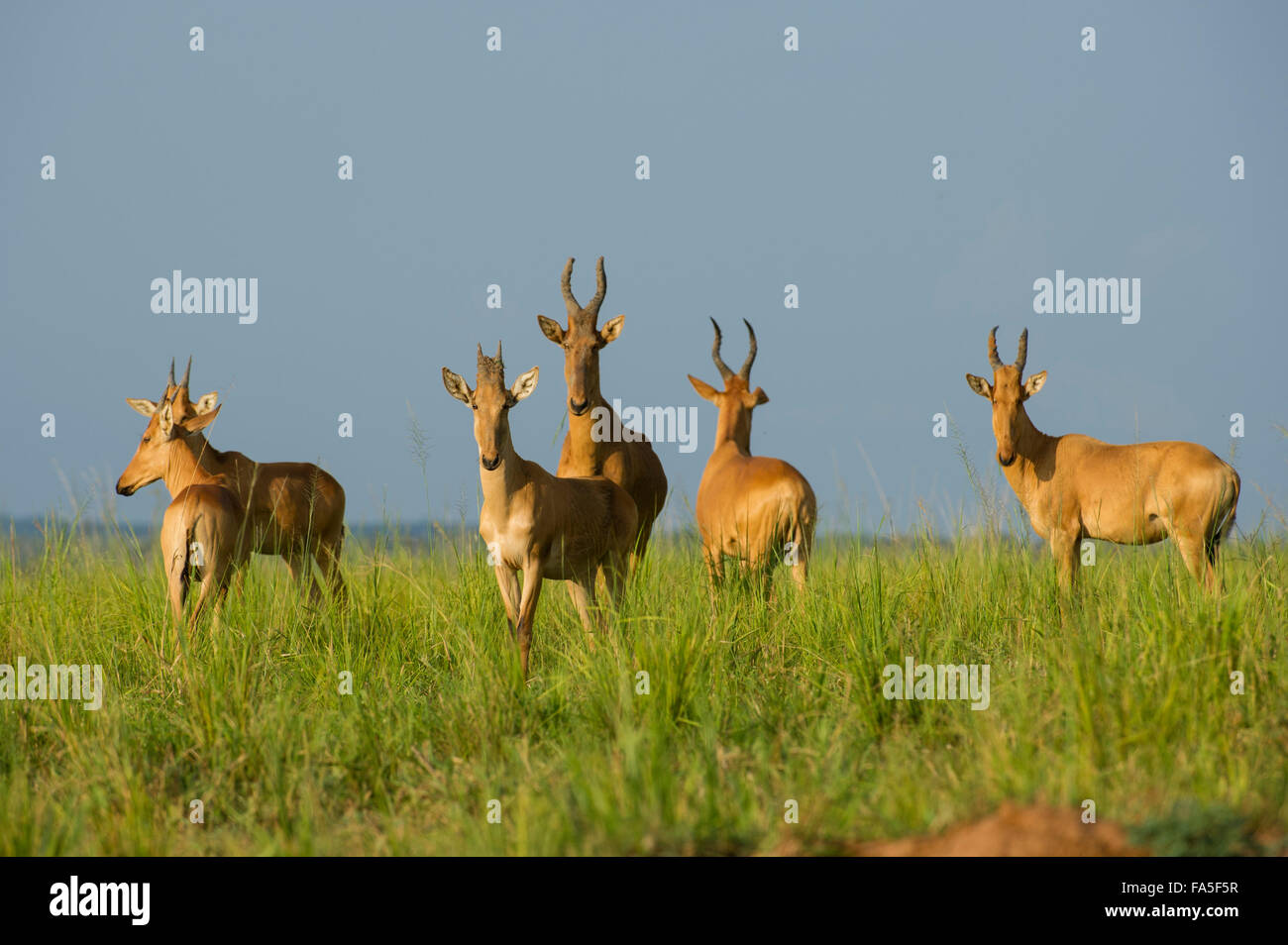 Jackson (Alcelaphus buselaphus bubale jacksoni), Murchison Falls National Park, de l'Ouganda Banque D'Images