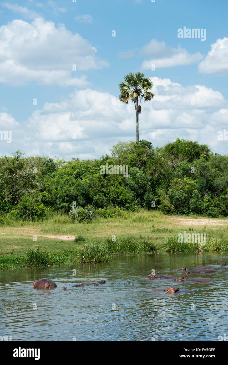 Hippopotame (Hippopotamus amphibius) dans le Nil, Murchison Falls National Park, de l'Ouganda Banque D'Images