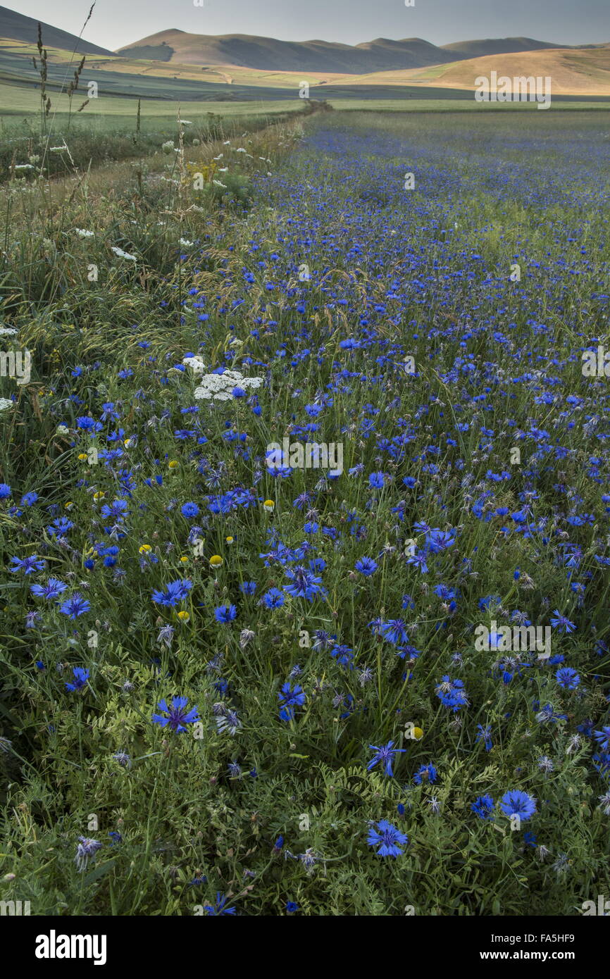 Champs arables avec barbeaux dans Parc national Monti Sibillini, Ombrie, Italie Banque D'Images