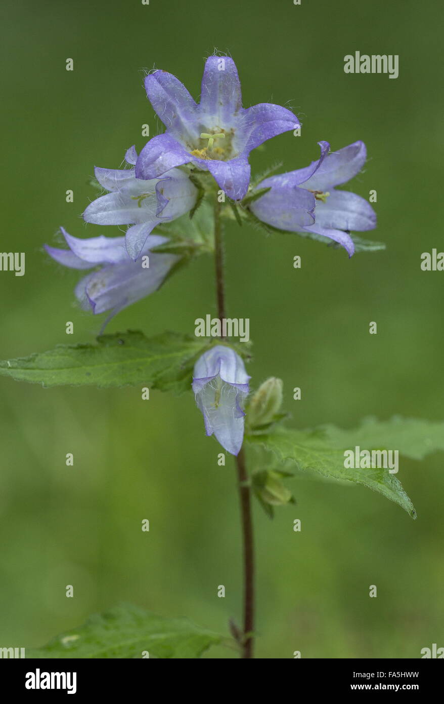 L'ortie-leaved Bellflower, campanula trachelium en fleur. Banque D'Images